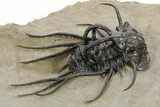 Crazy, Spiny Dicranurus Trilobite - Atchana, Morocco #363024-1